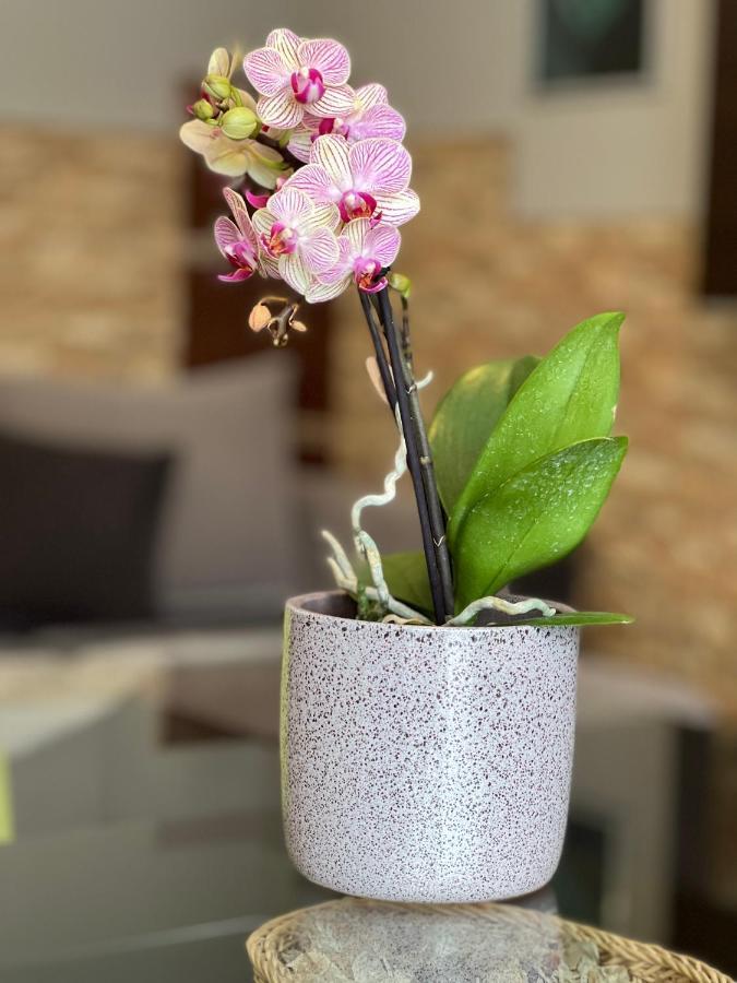 Dorina Wellness Apartman Шиофок Экстерьер фото